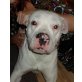 ASSANTO, Pflegestelle Oberösterreich, wunderschöner, freundlicher Dogo Argentino - Rüde