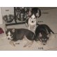 ASTI-BUFFY-ELVIS, Siberian Husky Welpen - Hündin