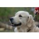 ASTOR 3, Pflegestelle Wien, Kinderlieber, wunderschöner Golden-Retriever - Rüde