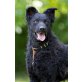 ASTOR - SCHWARZE SCHÖNHEIT SUCHT, Hrvatski Ovcar Kroatischer Schäferhund  - Rüde