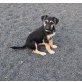 ATENA, Jack-Russel-Mix Welpen - Hündin