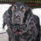 ATHOS, Gorden-Setter-Mix - Rüde