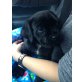 ATHOS (Ö) sucht dringend ein neues Zuhause!! - Rüde