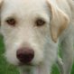 AUDRY, Mix, kastriert, 1,5 Jahre - Hündin
