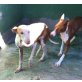 AURA, Podenco Canario - Hündin