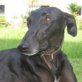 AURORA, Galga, kastriert, geb. 2004 - Hündin