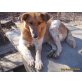 AVA, aufmerksame, freundliche hundedame sucht dich - Hündin