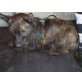 AVINA, Pflegestelle Burgenland, zuckersüße Kuschelmaus - Terriermix - Hündin