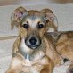 AXEL, kleiner Mix Welpen - Rüde