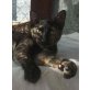 AYAR, Eine liebe Mieze - Katze