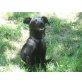 AYSHA, Pflegestelle Burgenland, zuckersüße, verschmuste PINSCHER-Mix - Hündin