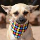 AZURA, Chihuahua-Mischling - kastriert - Hündin