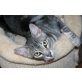 Aadis / FIV positiv, Oriental-Kurzhaar-Mix - Kater