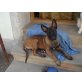 Aagie, Malinois Welpen - Hündin