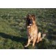 Aaron, Altdeutsche Schäferhunde - Rüde