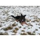 Aaron, Altdeutsche Schäferhunde - Rüde