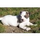 Aaron,Amigo,Anka,Angel,Akira, American Bulldog Welpen - Rüde
