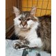 Aaron, Angora Mischling - Kater