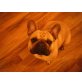 Aaron, Französische Bulldogge - Rüde