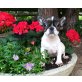 Aaron, Französische Bulldogge Welpen - Rüde