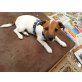 Aaron, Jack-Russell-Terrier Welpen - Rüde