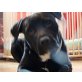 Aaron, Labrador und AmStaff - Rüde