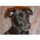 Aaron, Labradormix Welpen - Rüde
