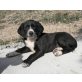 Aaron - ein toller Welpe sucht seine Familie! - Rüde