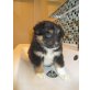 Aaron, mini-berner-senen-mix - Rüde