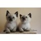 Aaron und Anuk vom Waldrand , 2 bildschöne Siam Katzen Babys  - Kater