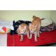 Aaron und Moses, EKH - Kater