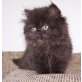 Abas, Perser Schwarz - Kater