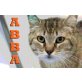 Abba, einfach nur lieb - Katze