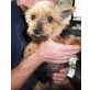Abby 3, Yorkie Mischling - Hündin