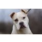 Abby, Abby - Bulldoggenmischung Welpen - Hündin