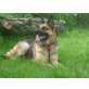 Abby, Deutscher Schäferhund - Hündin