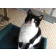 Abby, Europäische Kurzhaarkatze - Katze
