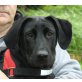 Abby, Labrador Doggen Mix - Hündin