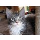 Abby, Maine Coon - Katze