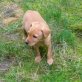 Abby - Mischling Welpen - Hündin
