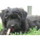 Abby, Puli-Mix Welpen - Hündin
