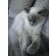 Abby, Ragdoll - Katze