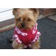 Abby, Yorkshire Terrier - Hündin