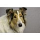 Abby, sensible junge Hündin, Collie - Hündin