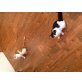 Abby und Ringo, Hauskatzen - Kater
