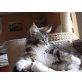 Abby vom Dünensand, Maine Coon - Katze