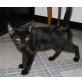 Abegail, Hauskatze - Katze