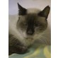 Abelardo, NOTFALL (FIV positiv) sucht Zuhause - Kater