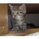 Abenteurer, Perser Mix / Main Coon Mix - Katze