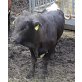 Aberdeen Angus - männlich